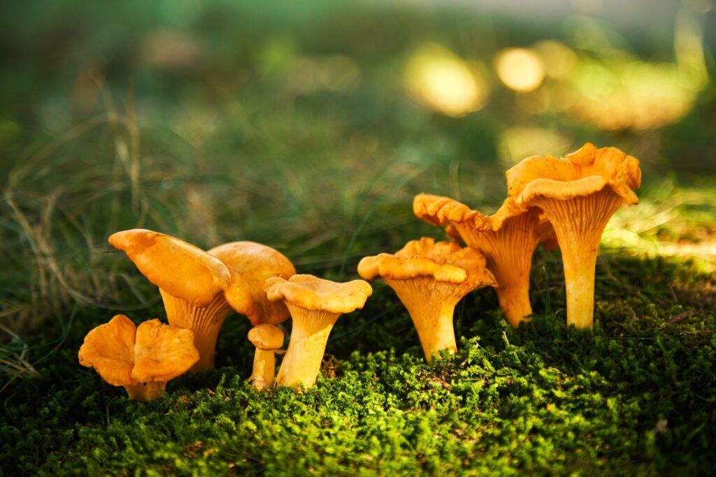 Hodowla kurek – krok po kroku. Zacznij produkcję własnych grzybów!