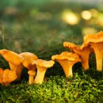 Hodowla kurek – krok po kroku. Zacznij produkcję własnych grzybów!