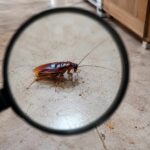 Robaki w domu – małe, brązowe. Zdjęcia i nazwy
