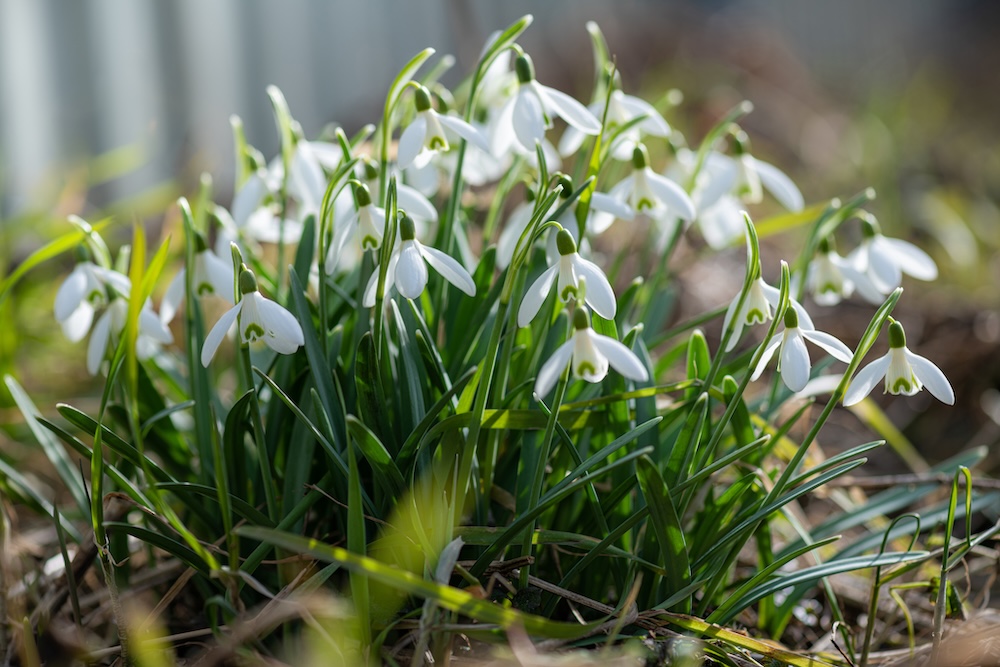 kwiaty cebulowe wieloletnie bez wykopywania - drobne przebiśniegi kwiaty cebulowe wieloletnie bez wykopywania - białe przebiśniegi