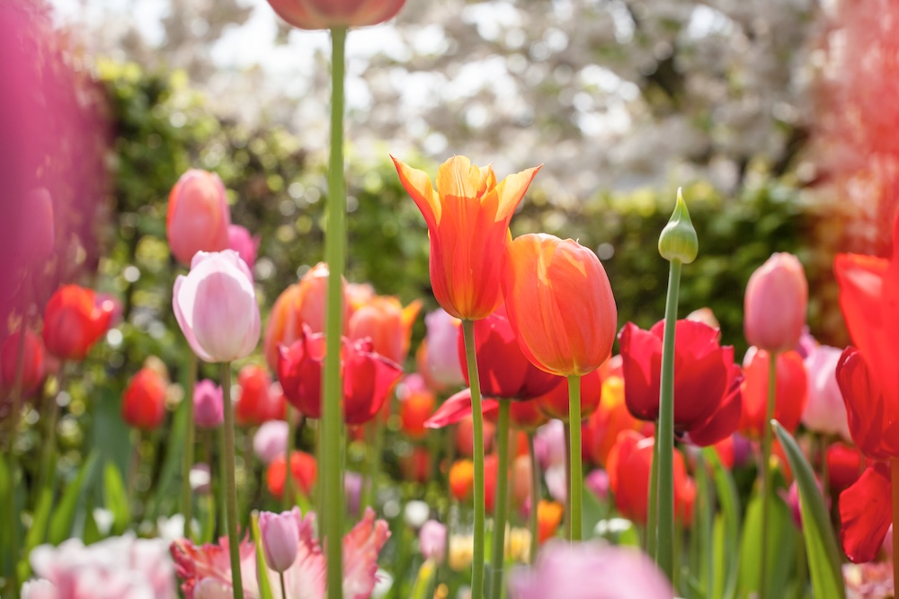 tulipany kwitnące w ogrodzie kolorowe kwitnące tulipany