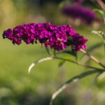 Budleja w ogrodzie – aranżacje z rośliną przy domu