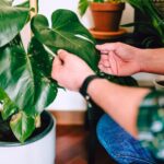 Przelana monstera – co robić? Akcja ratunkowa krok po kroku