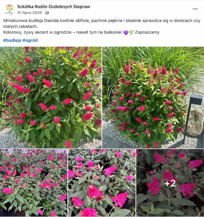 karłowata różowa budleja niska różowa budleja